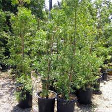 When well established it can. Fern Pine Podocarpus Gracilior Plants Evergreens For Shade Evergreen Hedge
