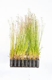 Image result for Wahlenbergia paludicola