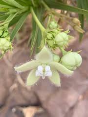 Image result for Kanahia laniflora