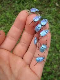 The Iridescent Sky Blue Hoplia Coerulea Beautiful Bugs Insects Animals Bugs