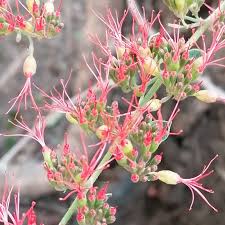 Image result for Combretum microphyllum