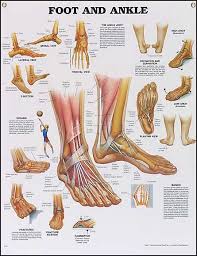 Foot And Ankle Chart 6020 Foot Anatomy Human Body Muscles Human Anatomy And Physiology