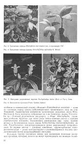 Image result for Schlechterina mitostemmatoides