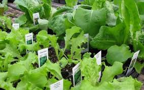 C'est le moment où nous vous proposons le plus grand choix de variétés et où nous sommes capables de fournir en. Le Potager En Automne Quoi Planter Semer Et Entretenir