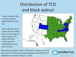 Ppt Thousand Cankers Disease Powerpoint Presentation Free Download Id 1635174