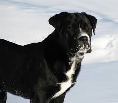 Are you interested in getting your american bulldog lab mix puppies from a breeder, or would you rather go. Bullador Dog Breed Information And Pictures