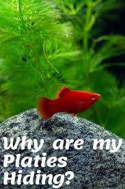 Why Are My Platies Hiding In 2020 Fish Tank Aquarium Fish Fish