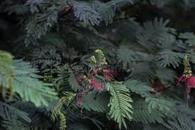 Image result for Calliandra calothyrsus