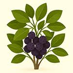 Image result for indiánská borůvka obrázek