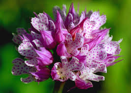 All'aria aperta sulla montagna cimbra. Fiori Di Montagna E Orchidee Spontanee Se Ne Parla Al Salone Acli