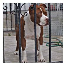 Zeus Rednose Severleri Gorelim The Zeus35 Kesfetten Gelenler Takipte Kalsin Tuyu Kadar Omru Olsun Begenm In 2020 Doberman Animals Dogs