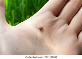 Image result for mite bites on humans