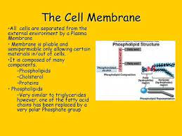 Check spelling or type a new query. State That Plasma Cell Surface Membranes Are Partially Permeable Barriers Outline The Roles Of Membranes Within Cells And At The Surface Of Cells C Ppt Download