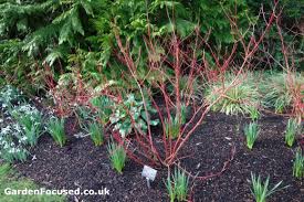 Check spelling or type a new query. Expert Advice On Growing Cornus For Winter Interest