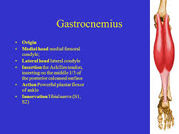 They insert on the achilles tendon, which attaches to the heel bone. Muscles Of The Foot Ankle Lower Leg Gastrocnemius Origin Medial Head Medial Femoral Condyle Lateral Head Lateral Condyle Insertion The Achilles Tendon Ppt Download
