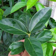 We did not find results for: Daun Cincau Hijau Daun Cincau Kering Jual Daun Cincau Shopee Indonesia