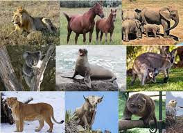 Contoh Hewan Mamalia Vertebrata Materi Pelajaran 10
