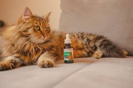 If your cat is suffering from symptoms alike, don't be afraid to contact your veterinarian and discuss cbd oil treatment! How To Give Cbd Oil To Cats Benefits Dosage