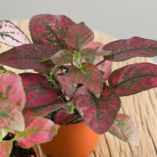 Relative humidity shouldn't drop below 50%. How Do I Care For Hypoestes Or Polka Dot Plant Lazy Flora