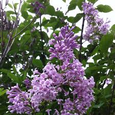 Image result for Syringa prestoniae