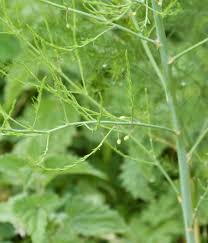 Image result for Asparagaceae