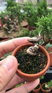 pin by bagus wijaya on bonsai insp2 bonsai garden mini bonsai mame bonsai
