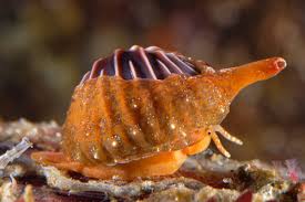 Image result for Leucosphaera