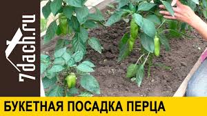 во саду ли в огороде юлия миняева посадка чеснока Posadka Perca Na Rassadu Yuliya Minyaeva Video Prakard