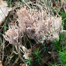 Image result for Clavulina cinerea