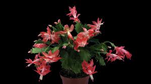 When it comes to watering, water your. Time Lapse Of Growing Blooming And Dying Pink Christmas Cactus Schlumbergera 3x4 In Uhd 4k Png Format With Alpha Transparency Channel Isolated On Black Background Stock Video Footage Storyblocks