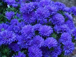 Blue Asters Mums Chrysanthemum Beautiful Flowers Plants Dream Garden