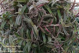 Image result for Cyanotis longifolia