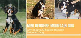 We did not find results for: Mini Bernese Mountain Dog Why Adopt A Miniature Bernese Mountain Dog 12 Photos Bernese Love