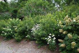 Northern Bayberry A Native Shrub For The Sunny Garden Bdn Maine Blogs Shrubs Garden Shrubs Memorial Garden