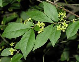 Image result for Celastraceae