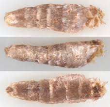 Image result for Cryptoblabes bistriga