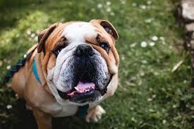 English bulldog care…let's get it right! Bulldog Problems About Their Skin Folds How To Avoid Infections