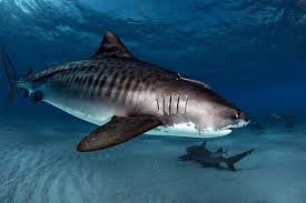 Pin By Colony Fishing On Shark Shark Tiger Shark Shark Fishing