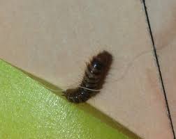 Your professional pest control service. Larva Archives Pest Control Canada