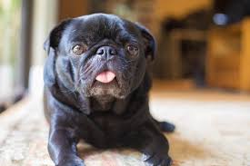 Are pugs a cross breed? Black Pug The Complete Care Guide Perfect Dog Breeds