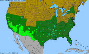 Image result for Eriochloa fatmensis