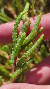 Image result for Sarcocornia perennis