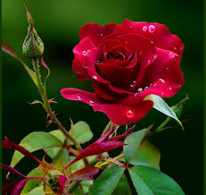 Rose, love hd wallpaper posted in love wallpapers category and wallpaper original resolution is 2800x1575 px. Love Hd Wallpapers 1080p Flower Flowering Plant Plant Petal Garden Roses Red Pink Rose Floribunda Rose Family 1509101 Wallpaperkiss
