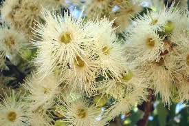 Image result for Eucalyptus torelliana