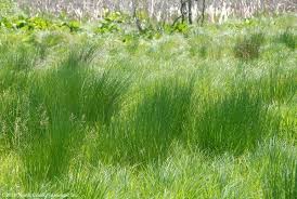 What can a rain garden do for you? The Do It Yourself Rain Garden The New York Times