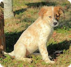 Closed for adoptions on monday and wednesday. Portland Me Australian Shepherd Meet Lizzy A Pet For Adoption