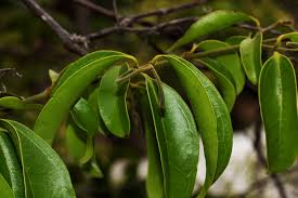 Image result for Strychnos lucens