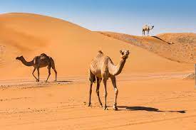 Learn it here with video instructions. How To Train Your Camel So Morocco