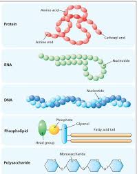 Biochemistry Tests For Food Macromolecules Lipid Answers Resource Center Aging Part 2 Biology Notes Biology Experiments Cell Biology Notes