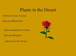 Native to mexico and the southwestern us, peyote has long been a focus. The Sahara Desert By Michaela Colby And Chrissy Ppt Download